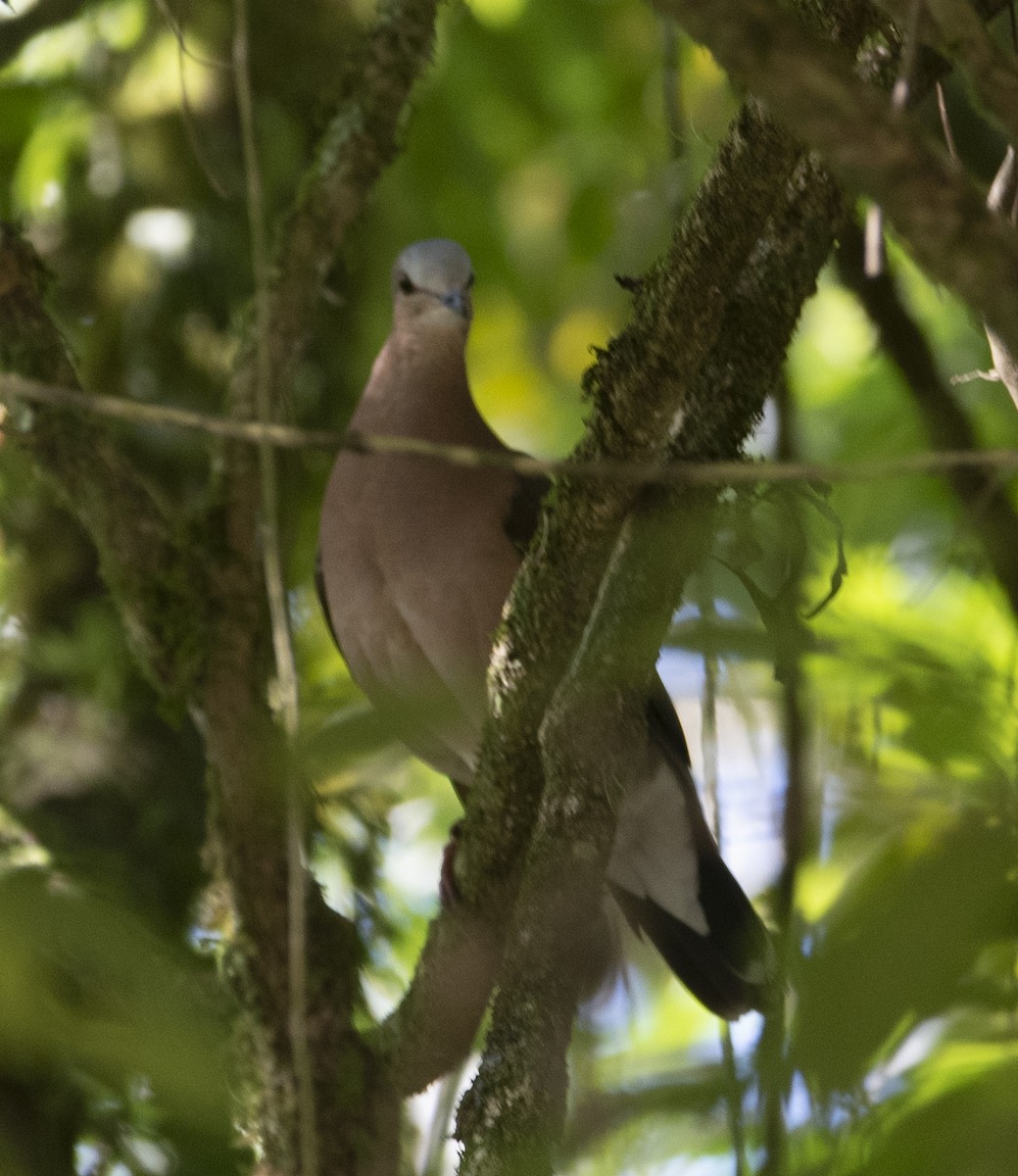 gråpannedue - ML643348644