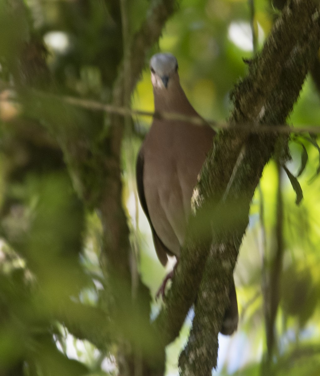 gråpannedue - ML643348645