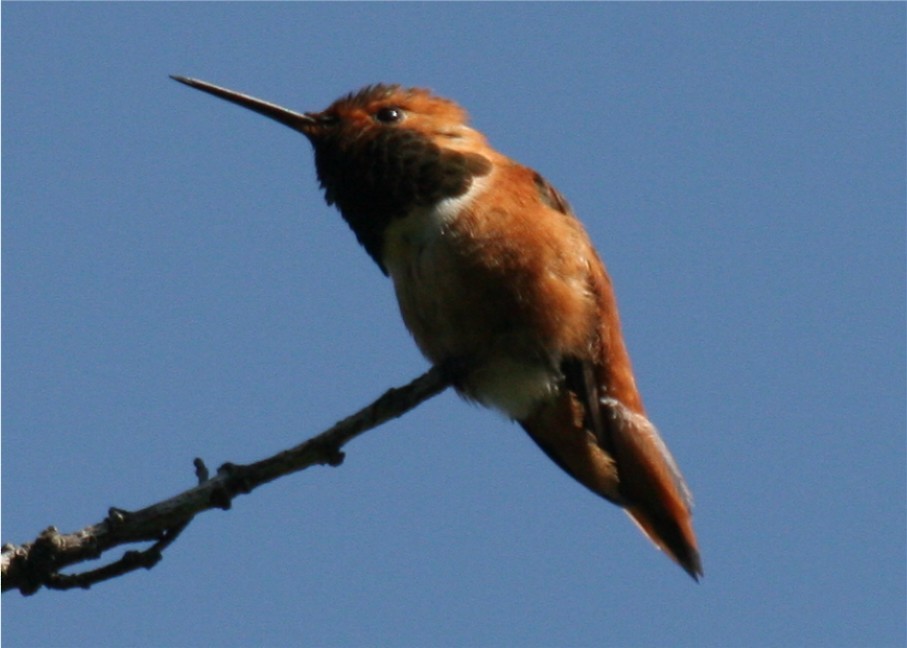 Rufous/Allen's Hummingbird - ML643348647