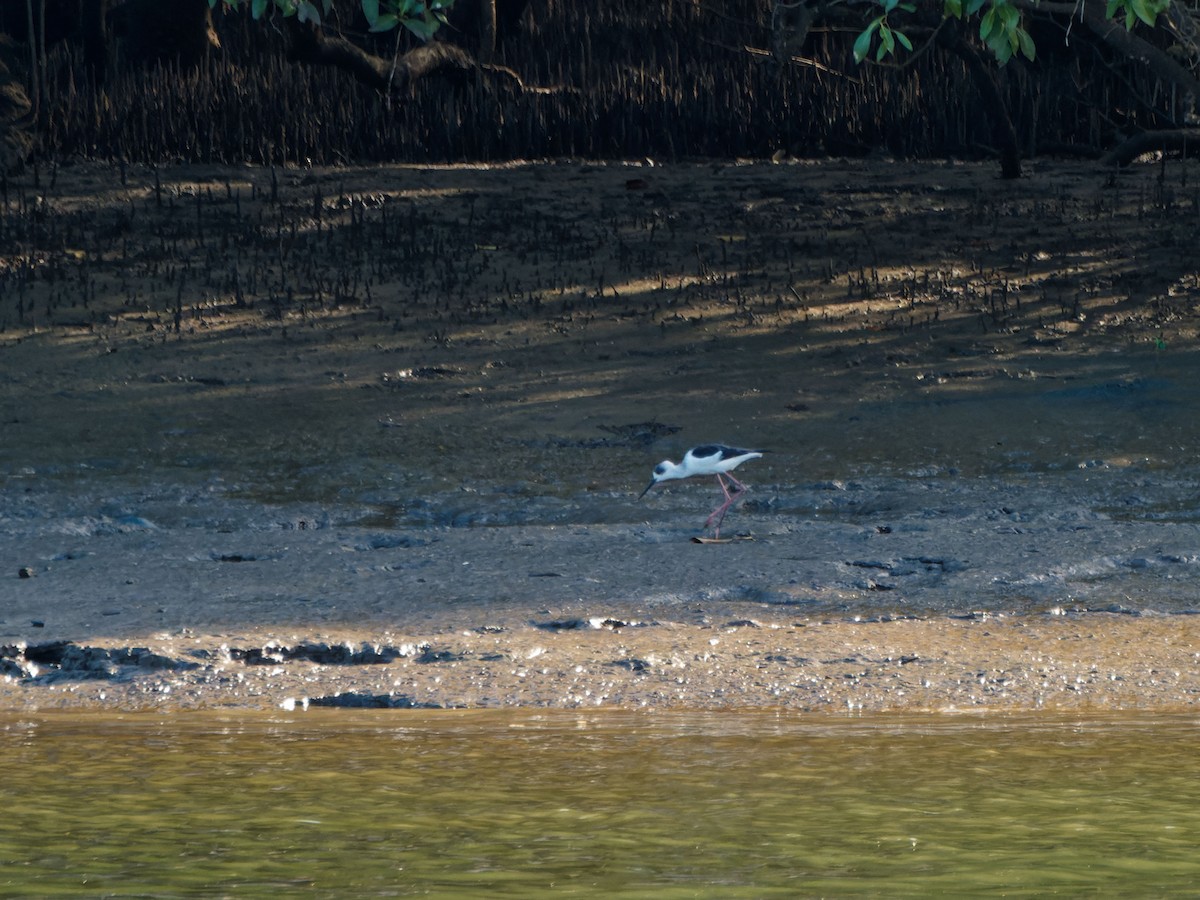 Pied Stilt - ML643348658