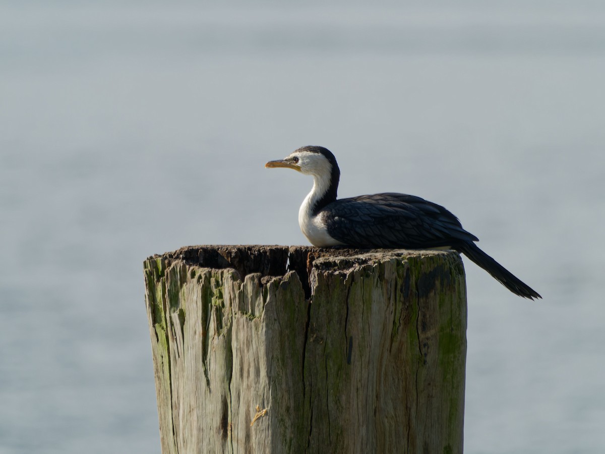 Little Pied Cormorant - ML643348668