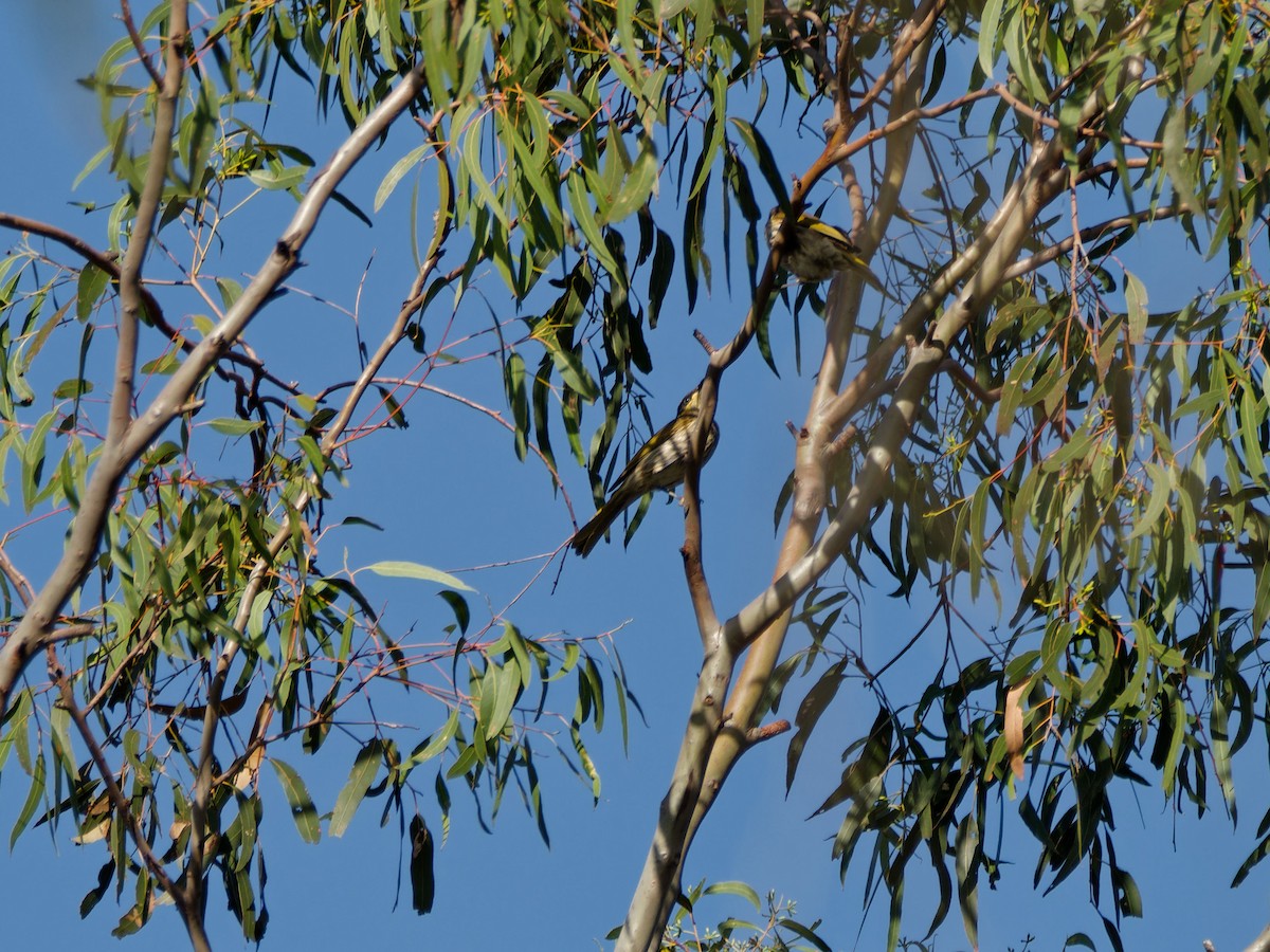 Mangrove Honeyeater - ML643348684