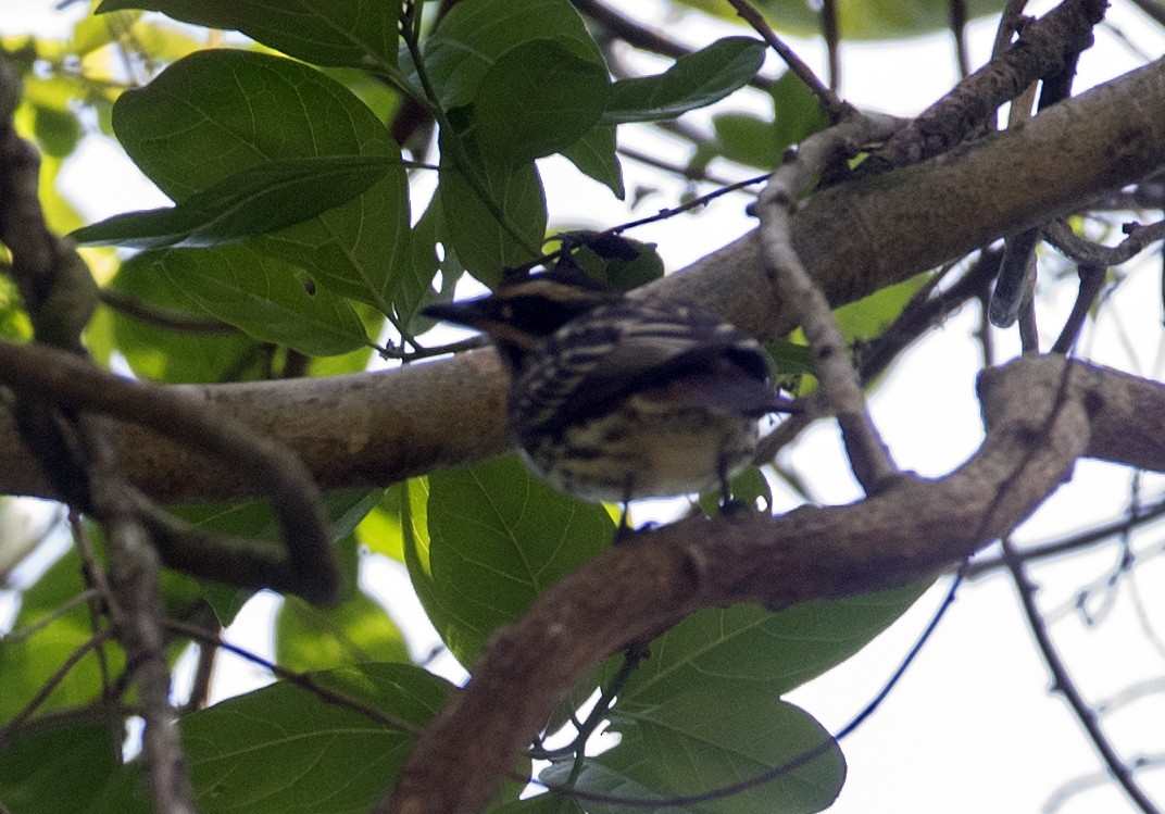 Streaked Flycatcher - ML643348695