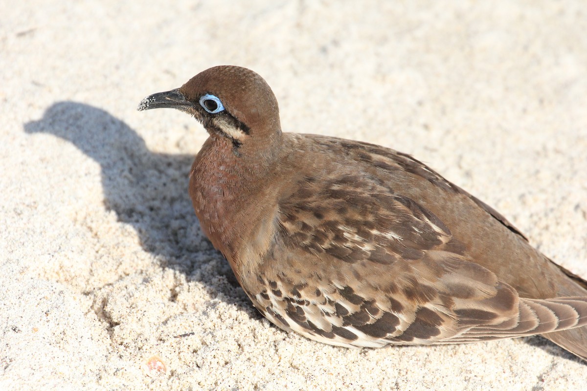 Galapagos Dove - ML643348705