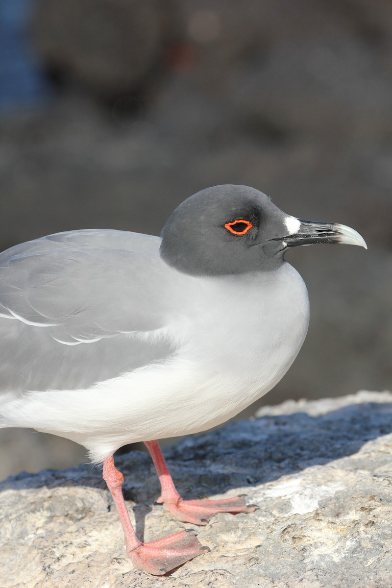 Swallow-tailed Gull - ML643348707