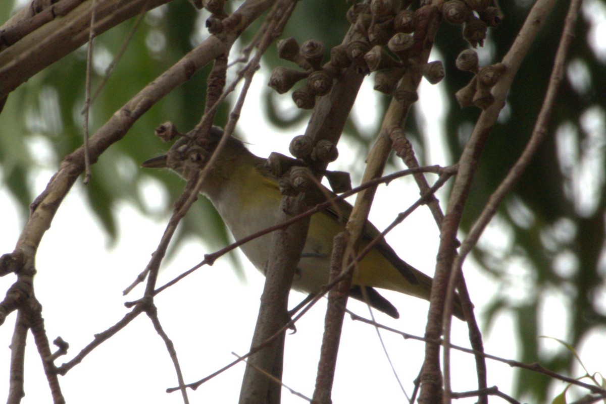 Yellow-green Vireo - ML643348734