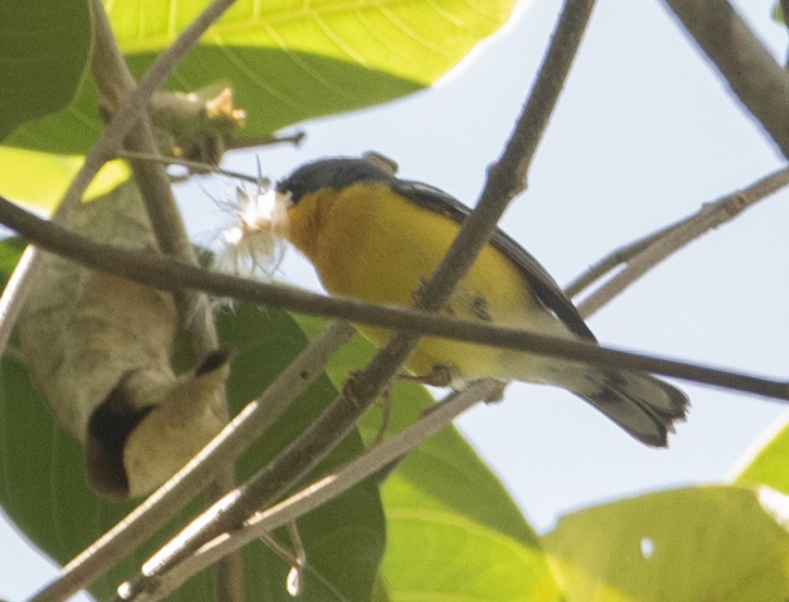 Tropical Parula - ML643348781