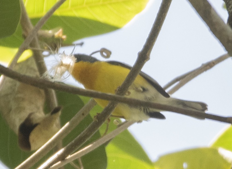 Tropical Parula - ML643348782