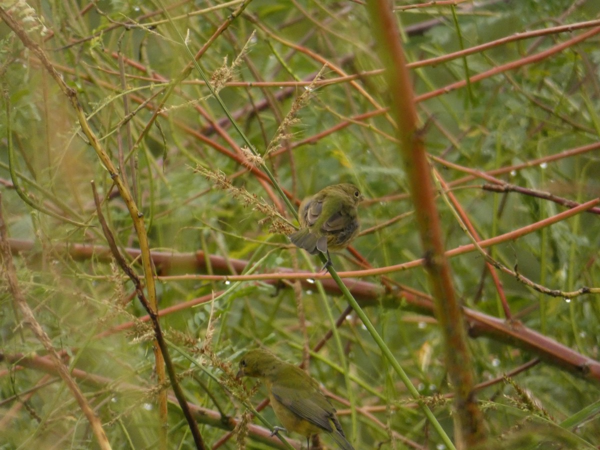 Painted Bunting - ML643348796