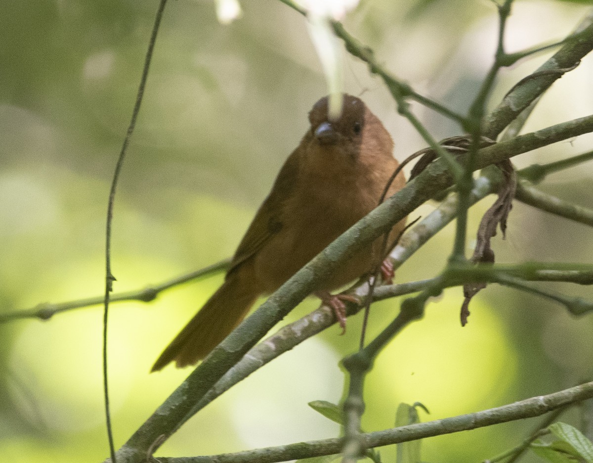 ズアカアリフウキンチョウ - ML643348814