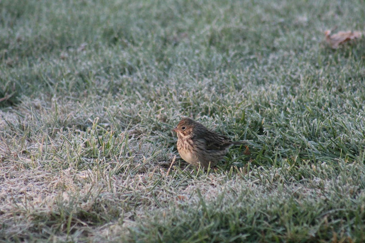 Vesper Sparrow - ML643348853