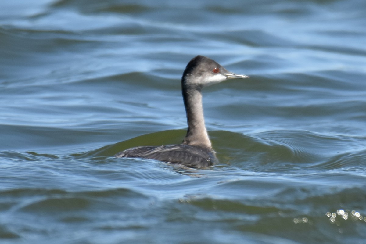 Eared Grebe - ML643348859