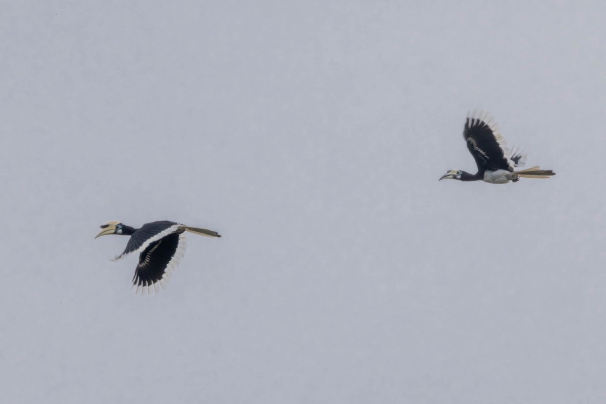 Oriental Pied-Hornbill - ML643348867