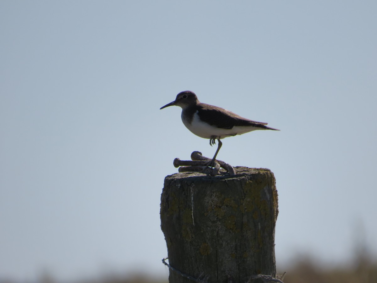 磯鷸 - ML643348918