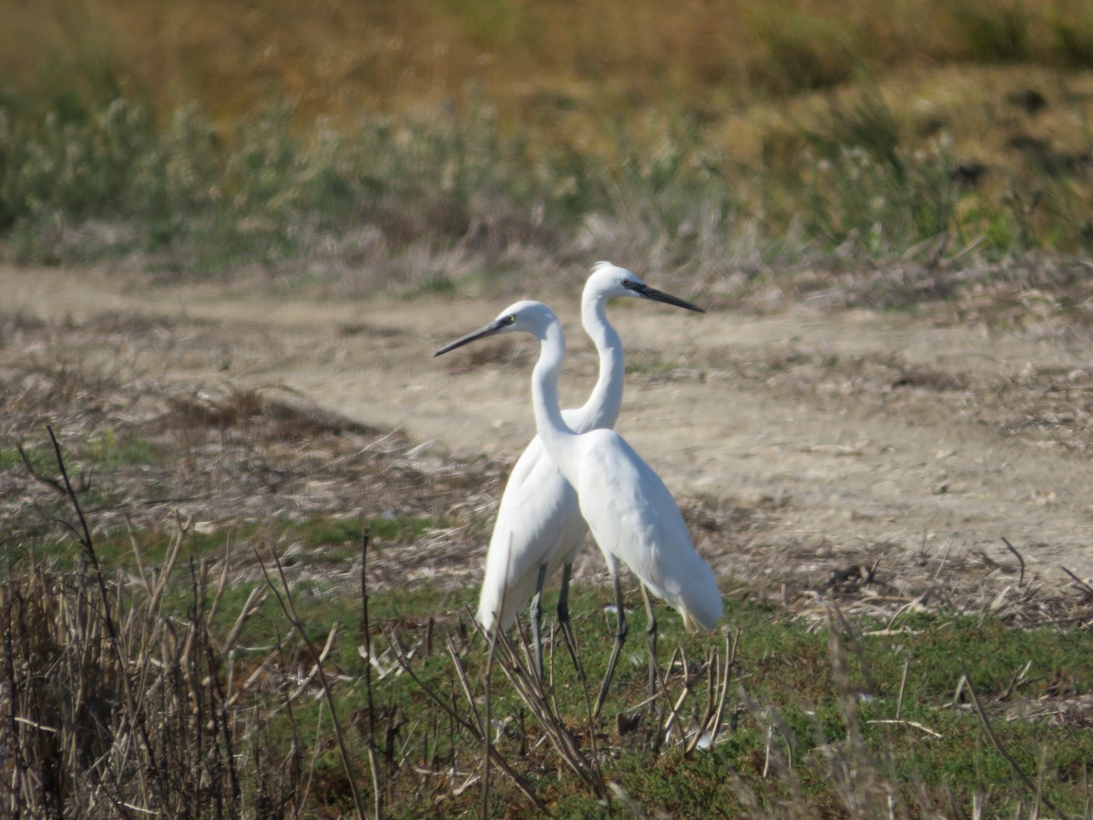 小白鷺 - ML643348946