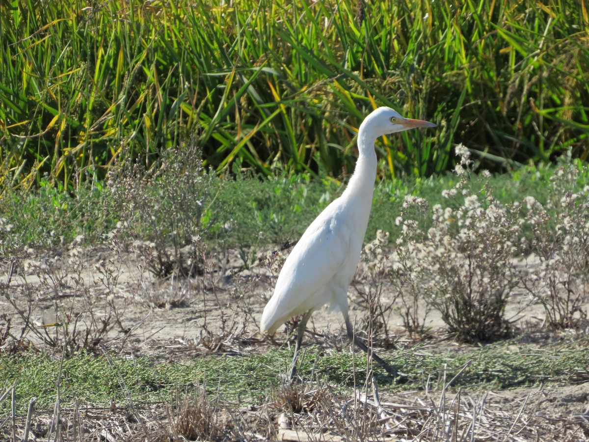 Western Cattle-Egret - ML643348953