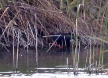 Western Swamphen - ML643348964