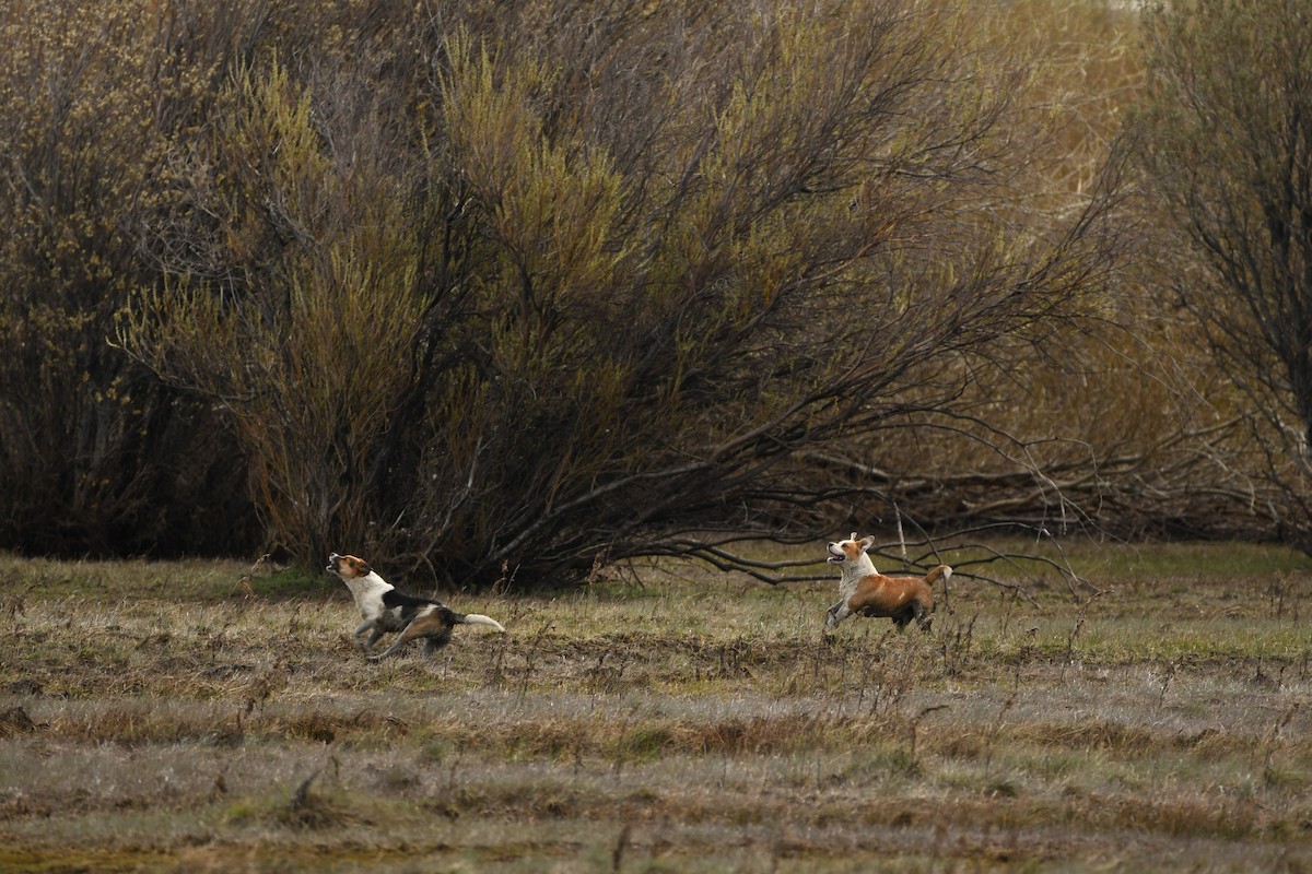 Canids - ML643348985