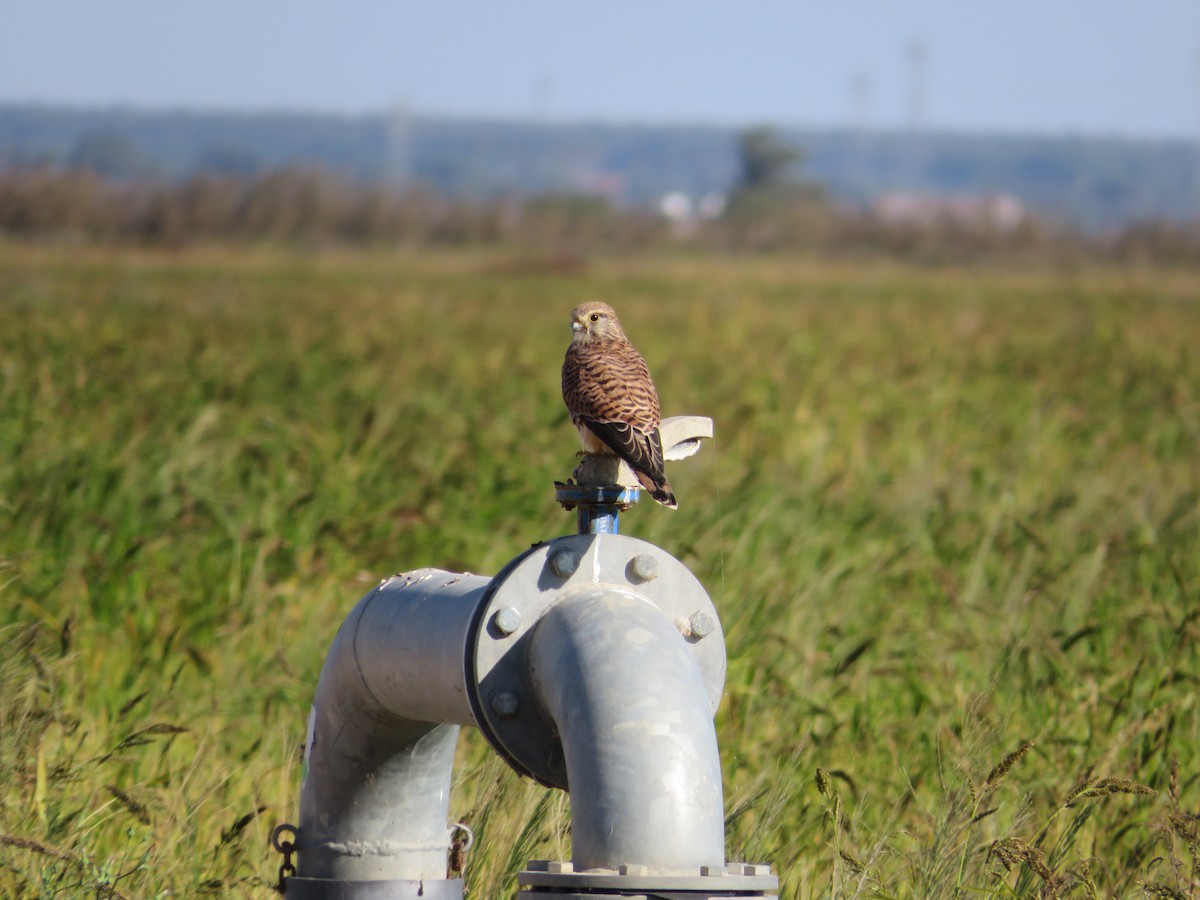 紅隼 - ML643349007