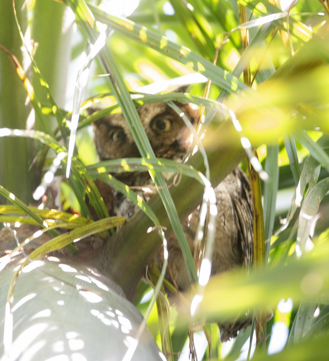 Long-tufted Screech-Owl - ML643349022
