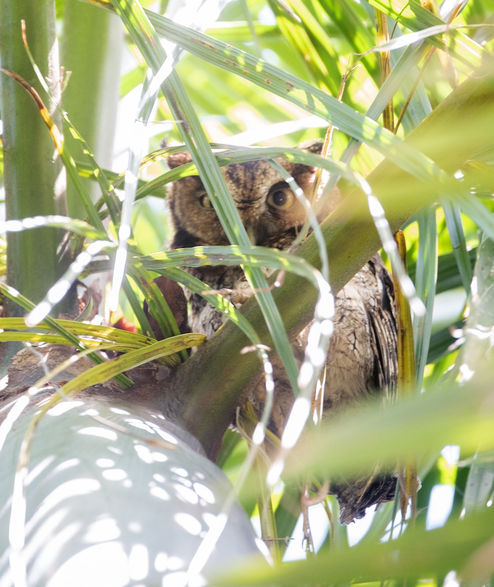 Long-tufted Screech-Owl - ML643349023