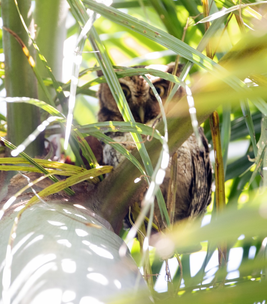 Long-tufted Screech-Owl - ML643349024
