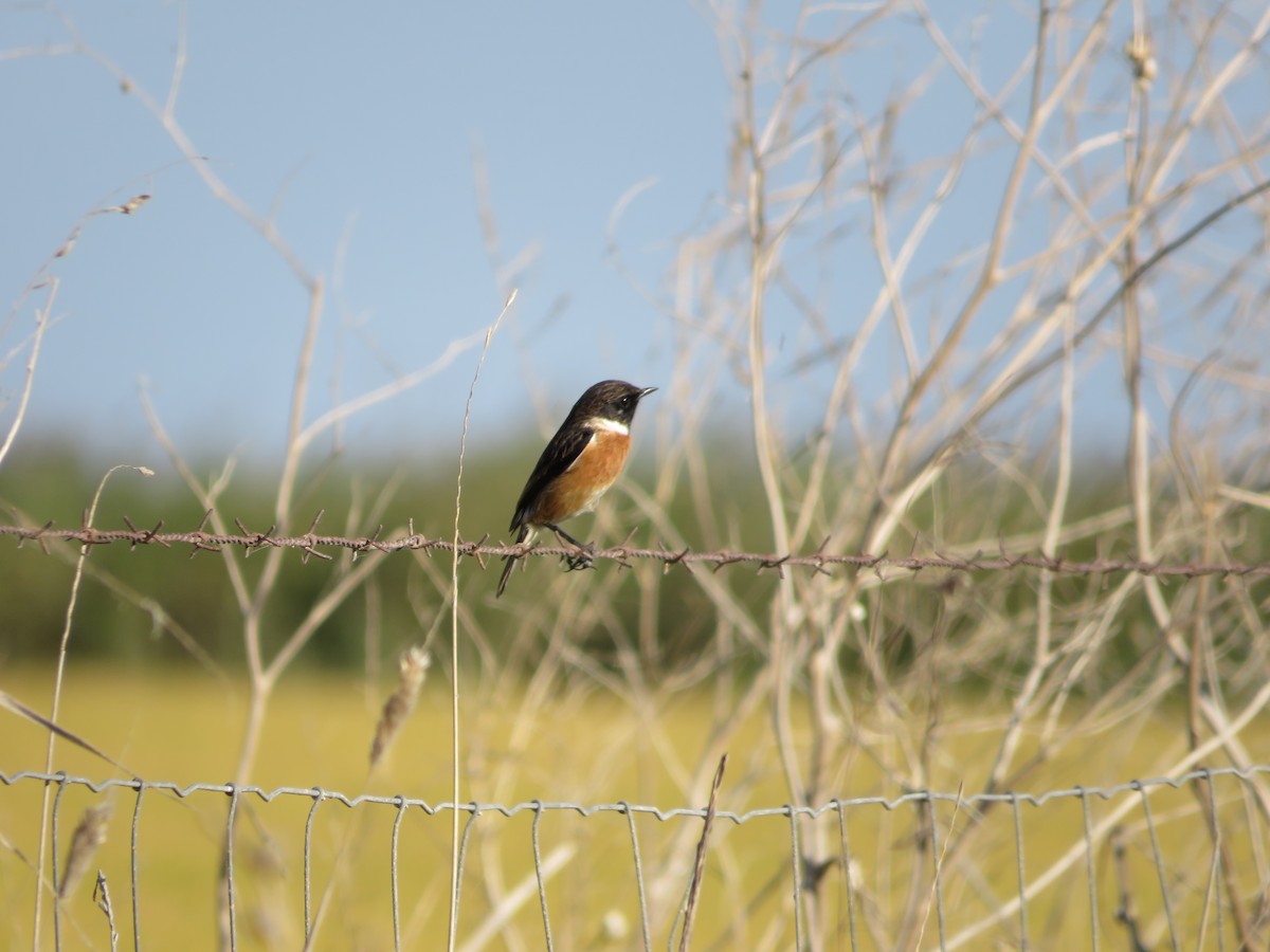 European Stonechat - ML643349056