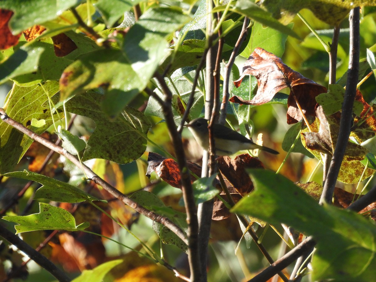 lesňáček lejsčí - ML643349076