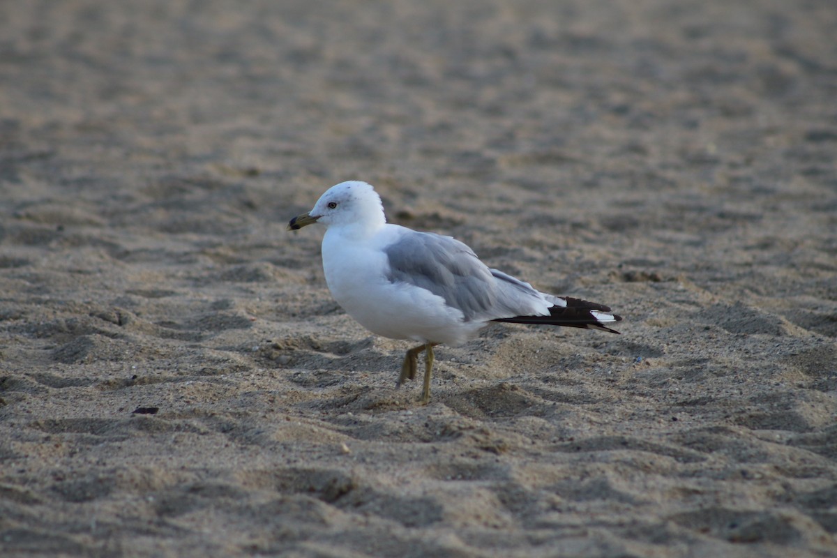 Ring-billed Gull - ML643349086