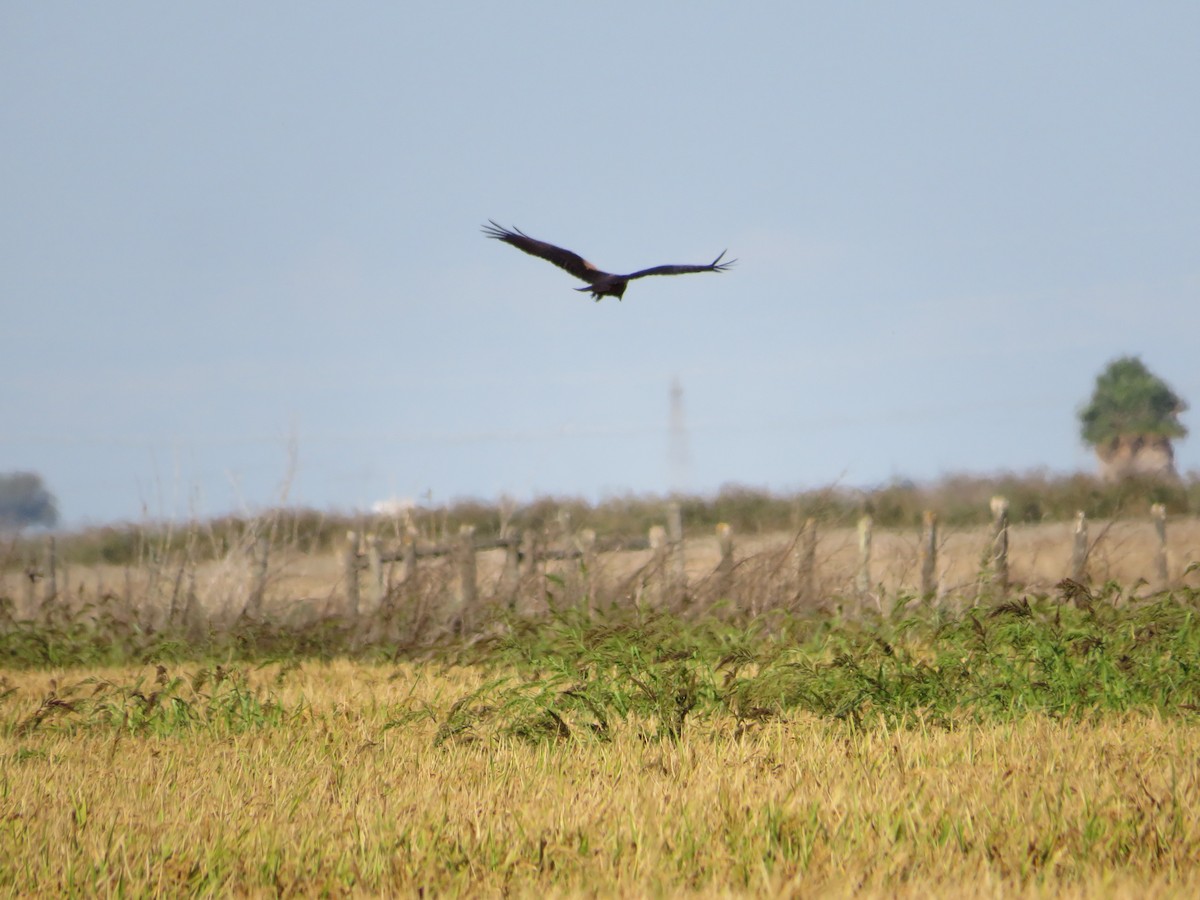 西方澤鵟 - ML643349099