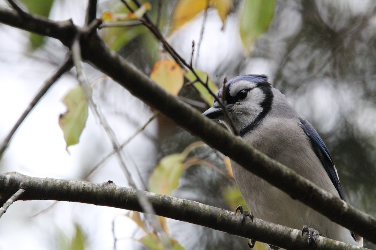 Голубая сойка - ML643349100