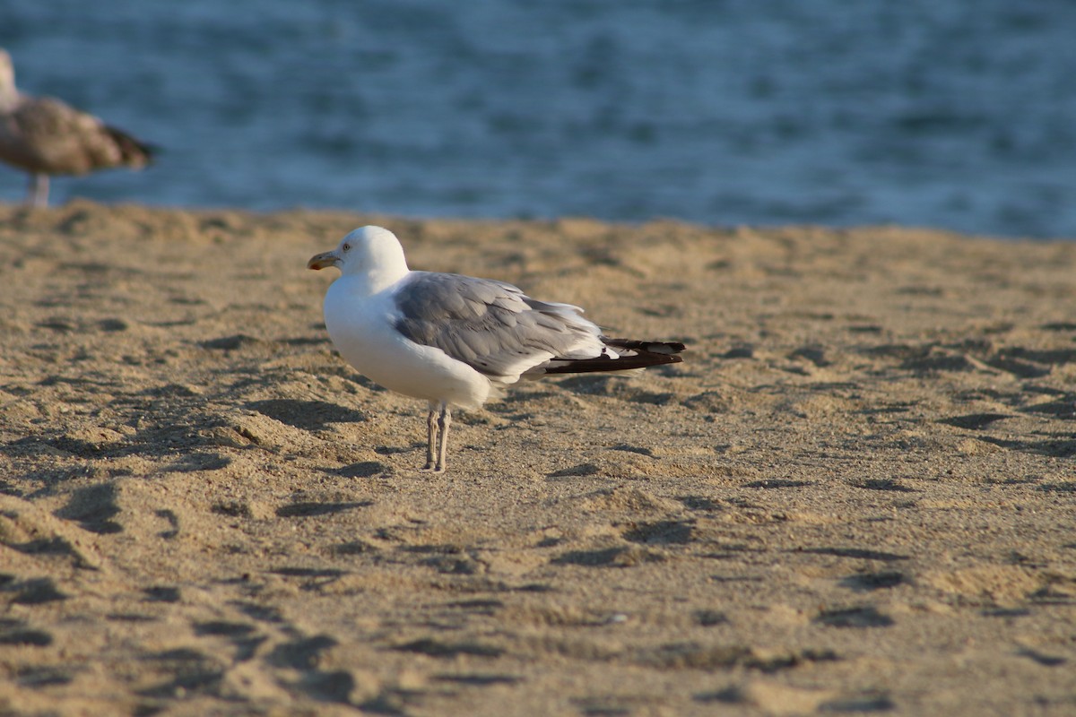 American Herring Gull - ML643349101