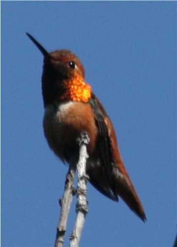 Rufous/Allen's Hummingbird - ML643349127