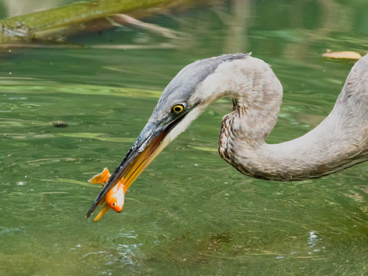 Great Blue Heron - ML643349129