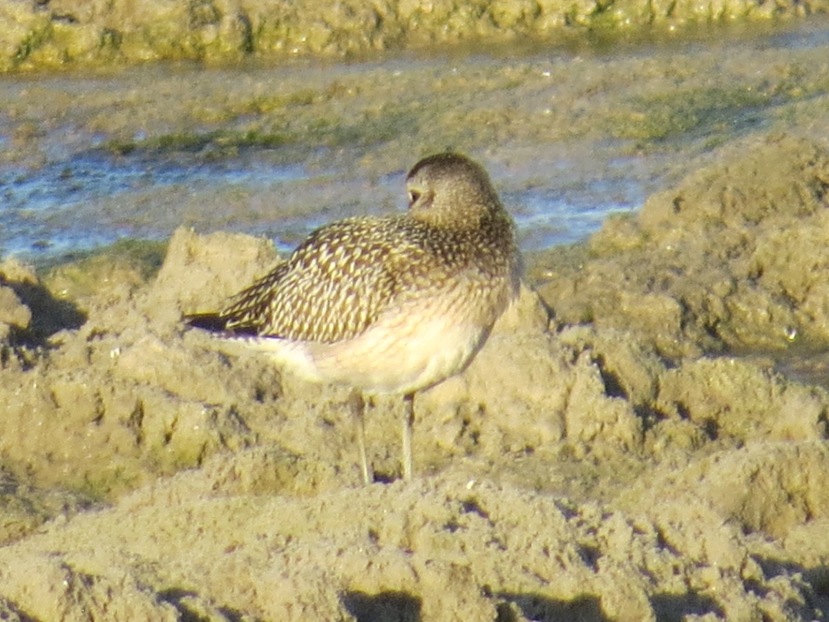 Black-bellied Plover - ML643349133