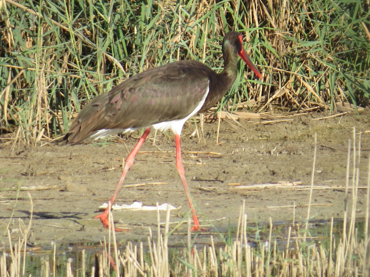 Black Stork - ML643349144
