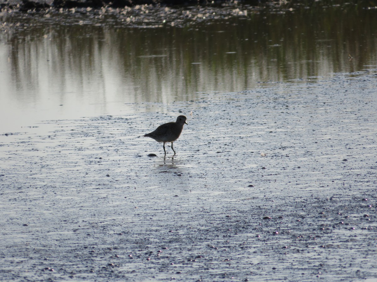 European Golden-Plover - ML643349152