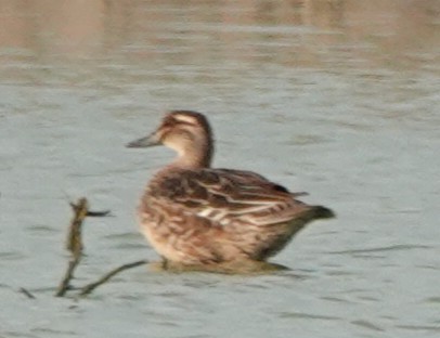 Garganey - ML643349158