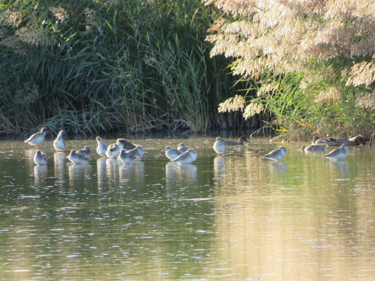 鶴鷸 - ML643349174