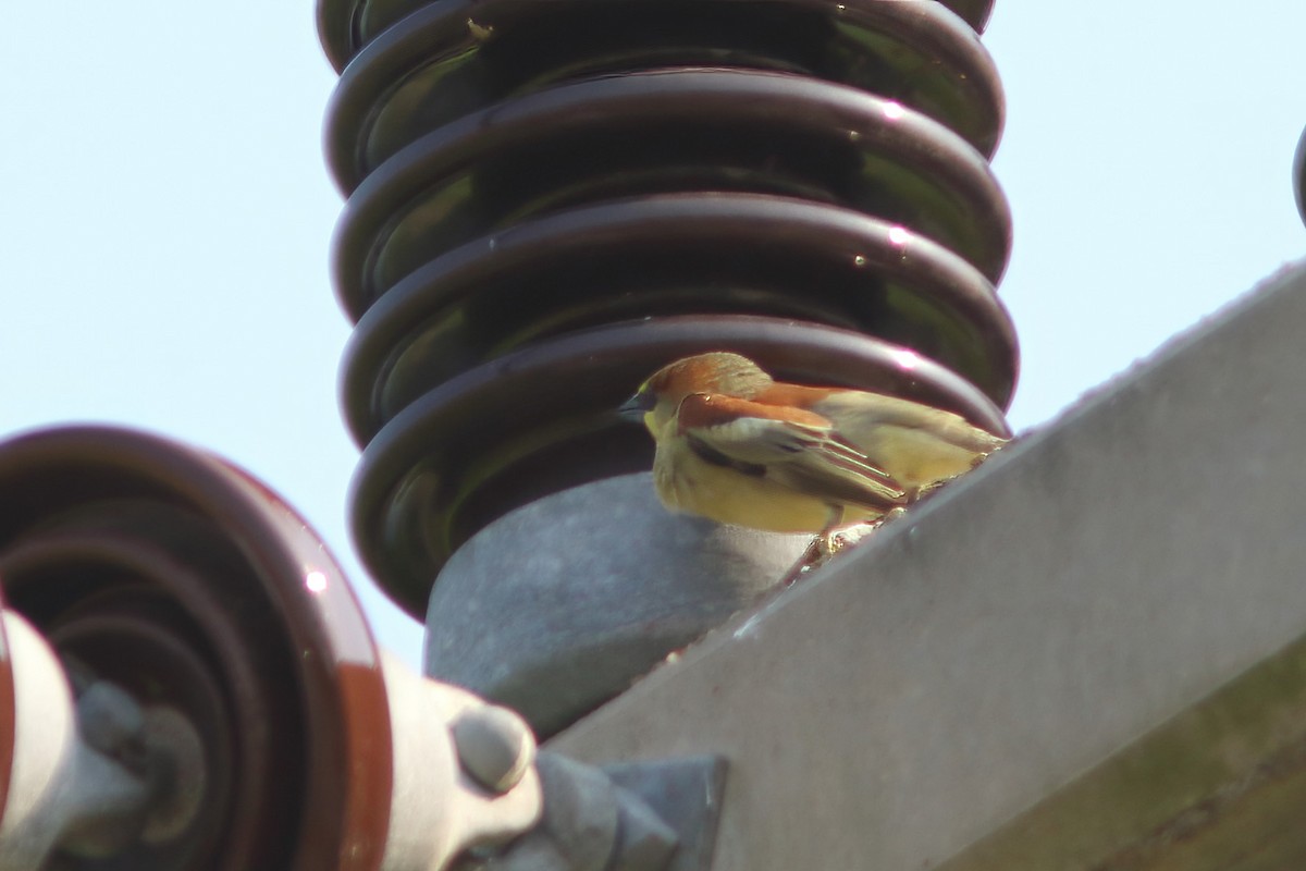 Plain-backed Sparrow - ML643349176