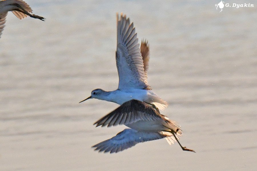 Marsh Sandpiper - ML643349208