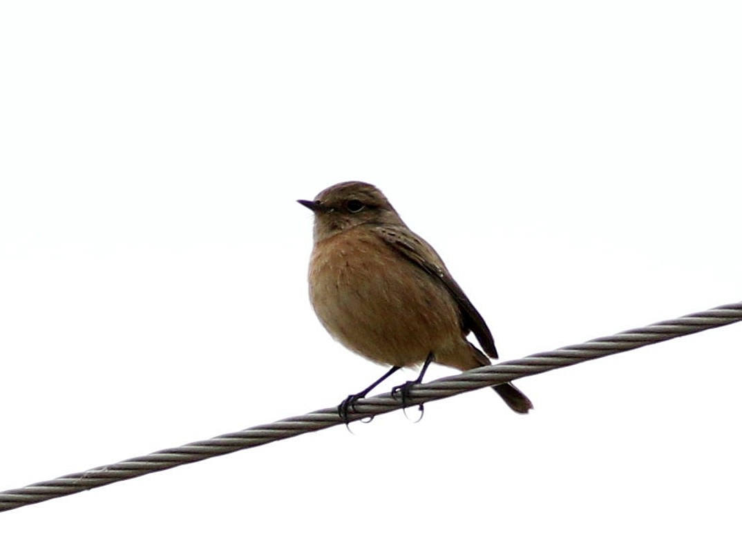 European Stonechat - ML643349242