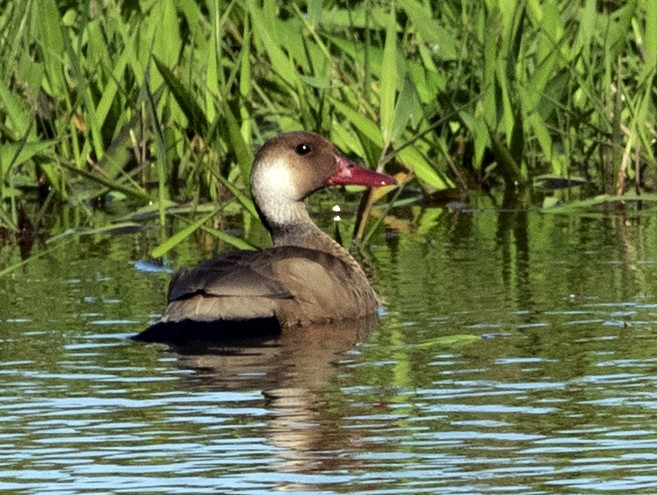 Brazilian Teal - ML643349290