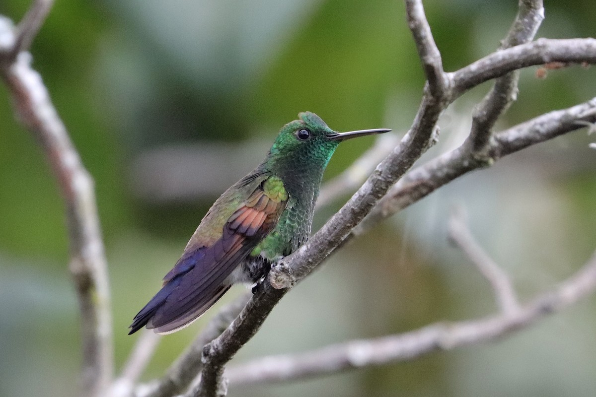 Амазилія-берил синьохвоста - ML643349307