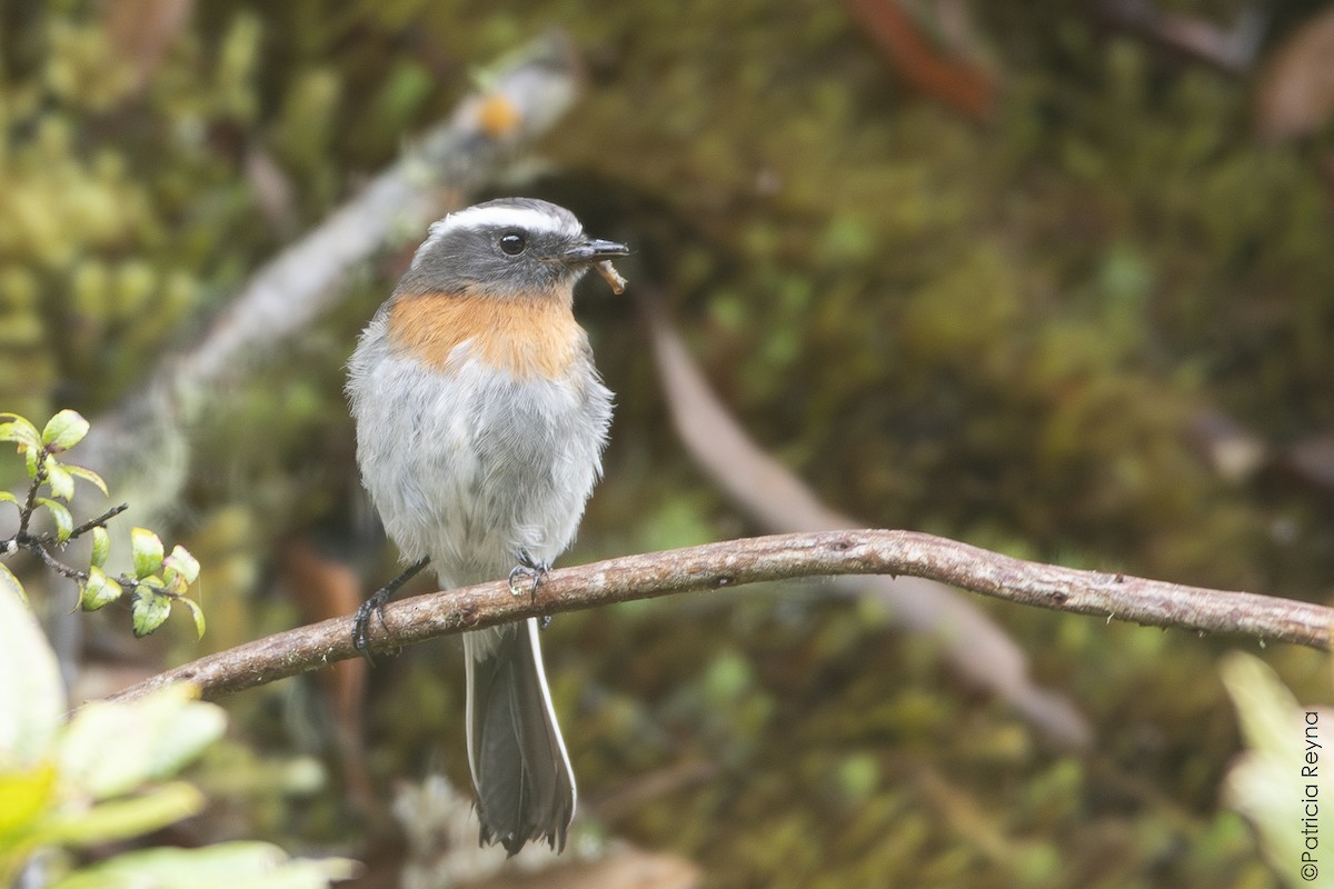 Rufous-breasted Chat-Tyrant - ML643349311