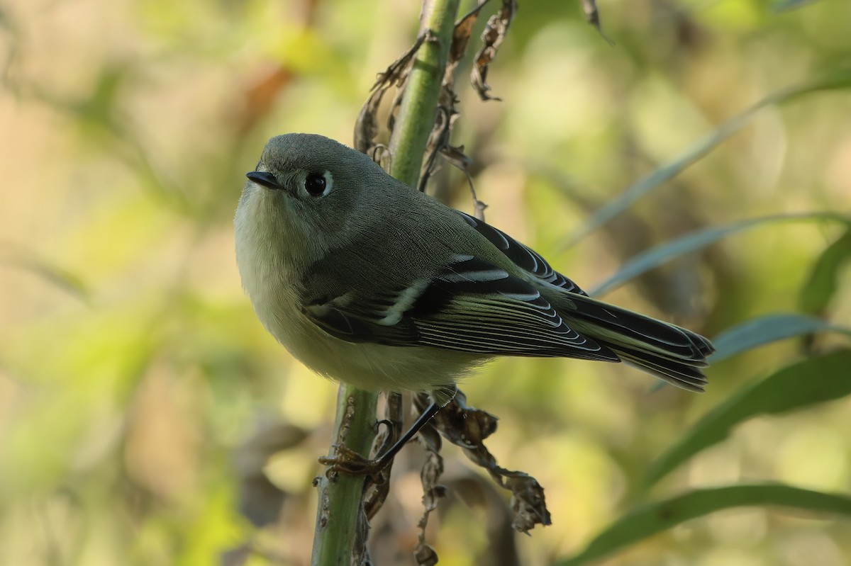 Ruby-crowned Kinglet - ML643349313