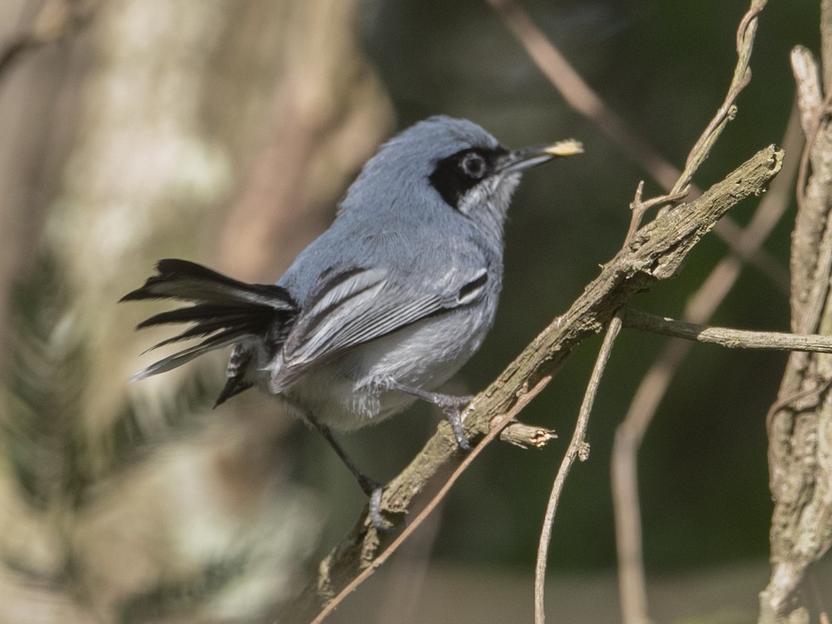Masked Gnatcatcher - ML643349334