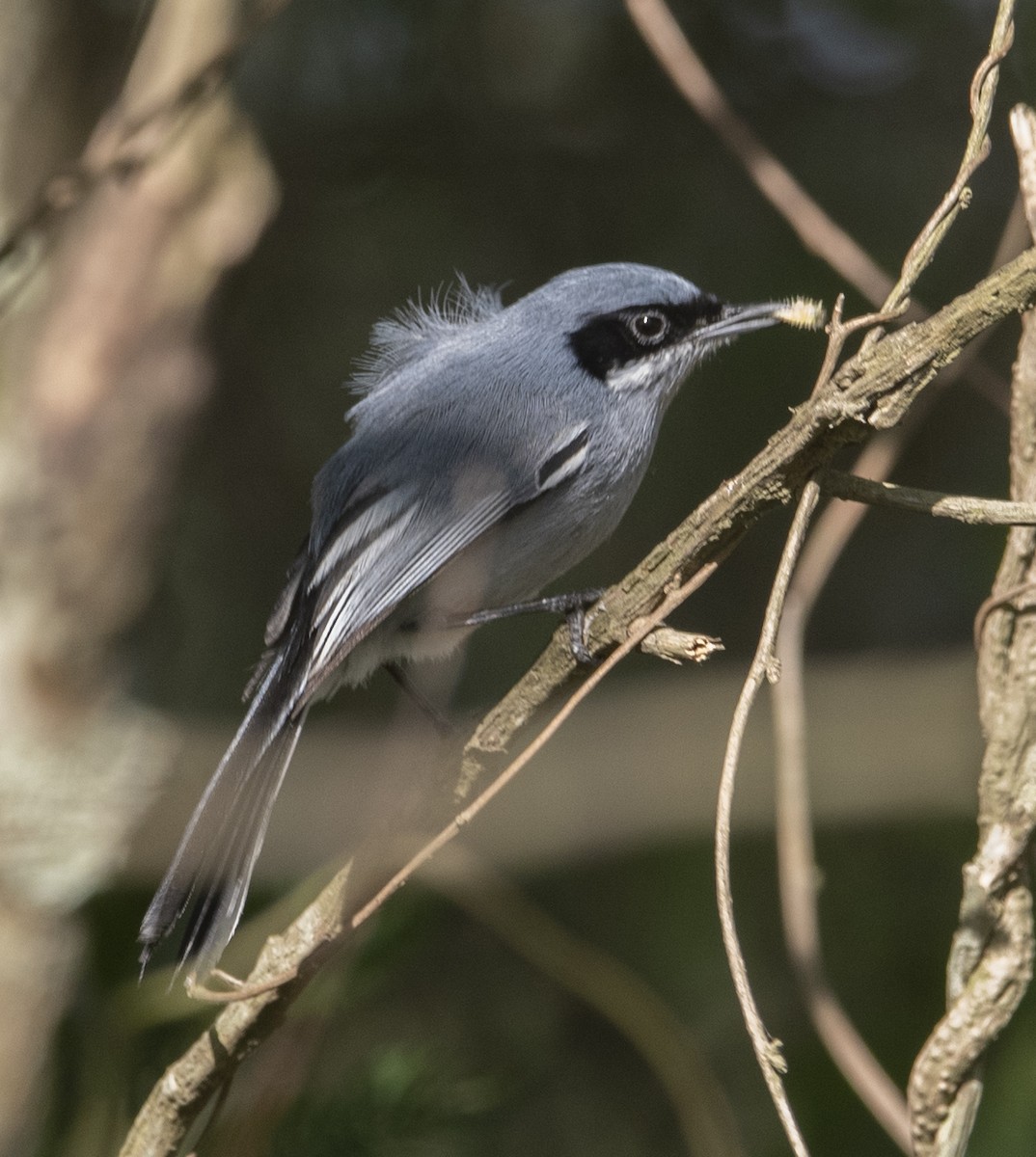Masked Gnatcatcher - ML643349335