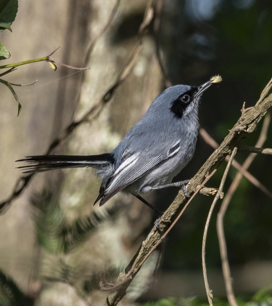 Masked Gnatcatcher - ML643349336