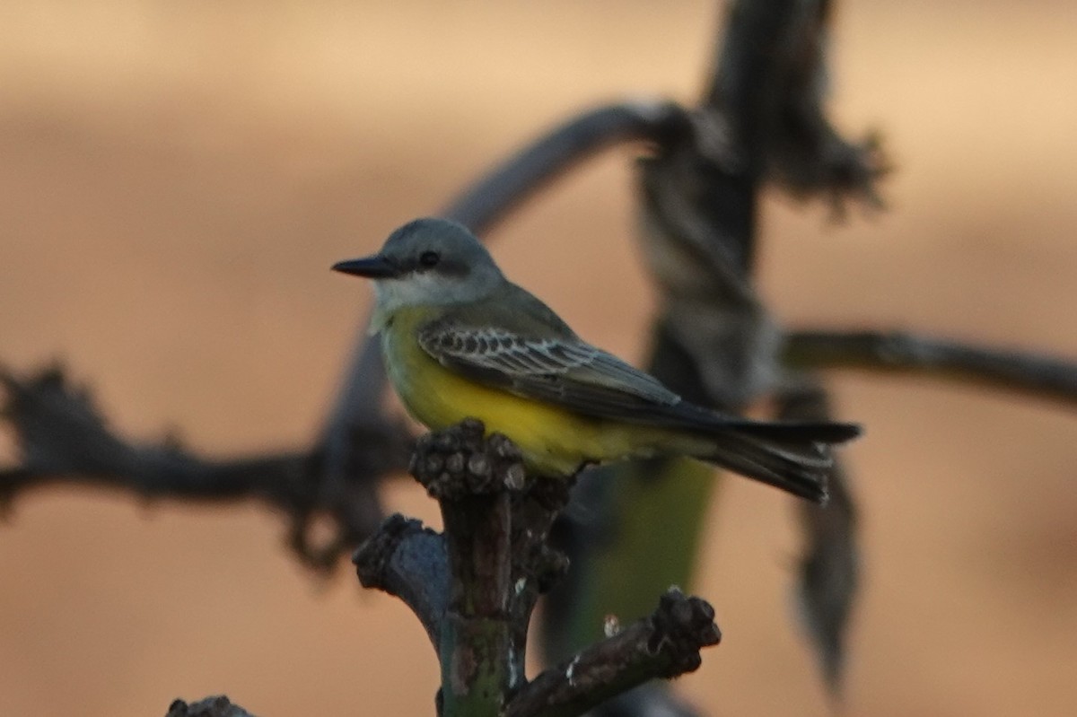 Tropical Kingbird - ML643349372